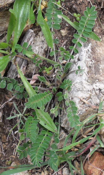 Tribulus terrestris? no, Fabacea